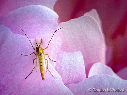 Midge On A Peony_DSCF04622.jpg - Photographed near Smiths Falls, Ontario, Canada.